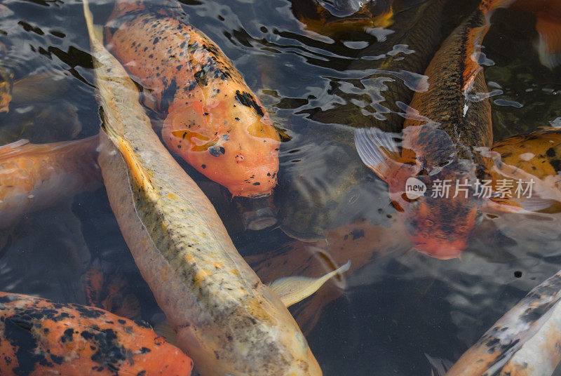 Coy Fish的特写